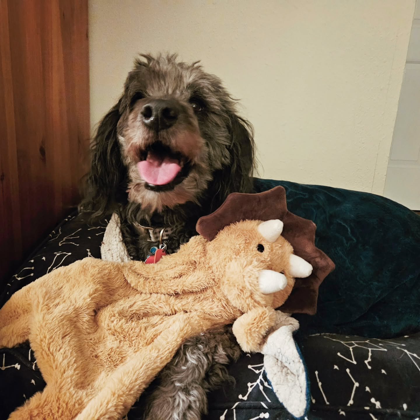 Juniper had a birthday this past weekend! My sweet sidekick is now 8 years old. Wish Juni a happy birthday!

He thinks he deserved more of his silly dinosaur birthday cake (made safe for his allergies with carob dinos) for all the hard work he does h