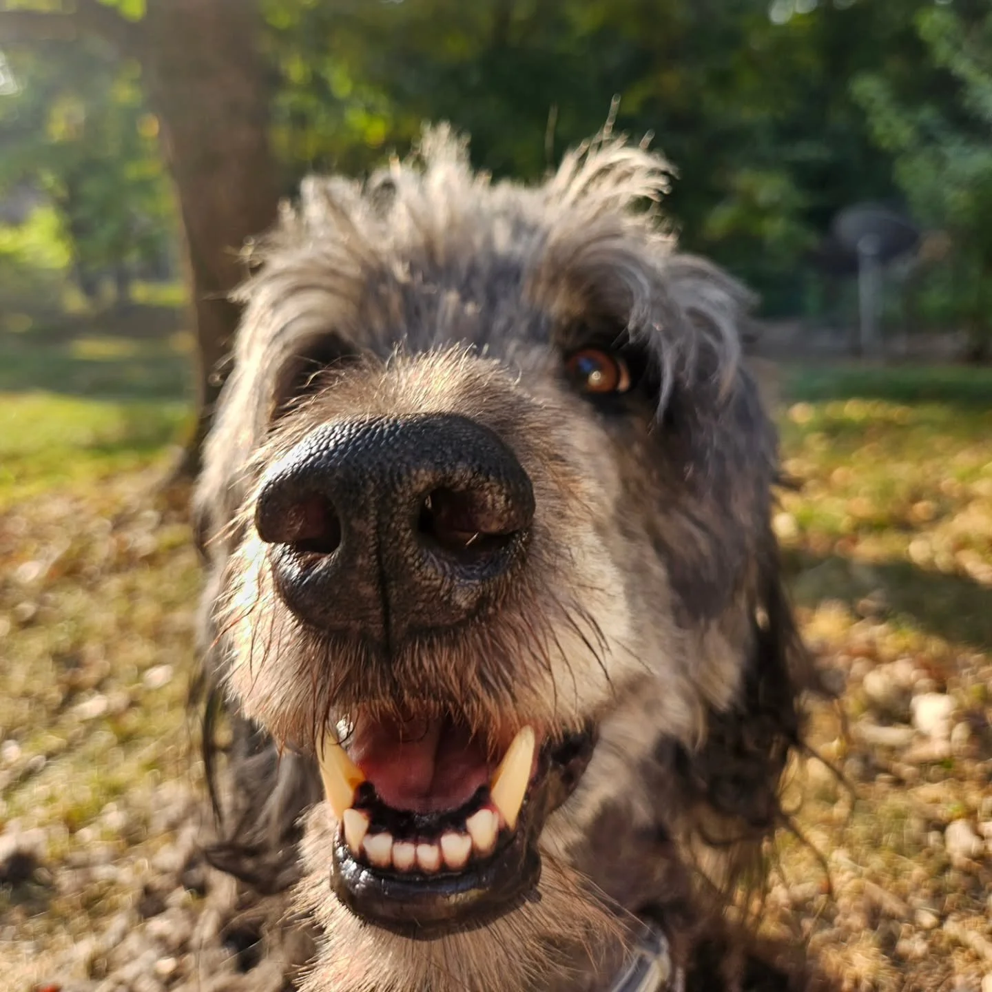 Happy fall! Holiday gatherings are fast approaching with all the challenges they hold for our pets... Have you prepared your dog for crowds, alone time, unfamiliar smells, or tempting treats?

#dogtrainercomo #dogtrainer #dogtraining #dogtrainingcolu