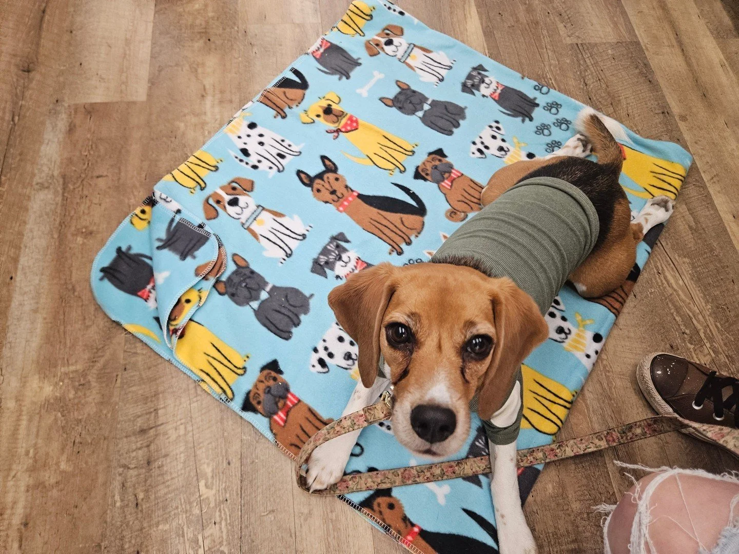 This sweet girl finds the world a bit scary and new. We're helping her tackle her fears. In our last lesson, she practiced with her mat, and was very brave about relaxing around weird machine noises. She started our trip with tail tucked, and ended i