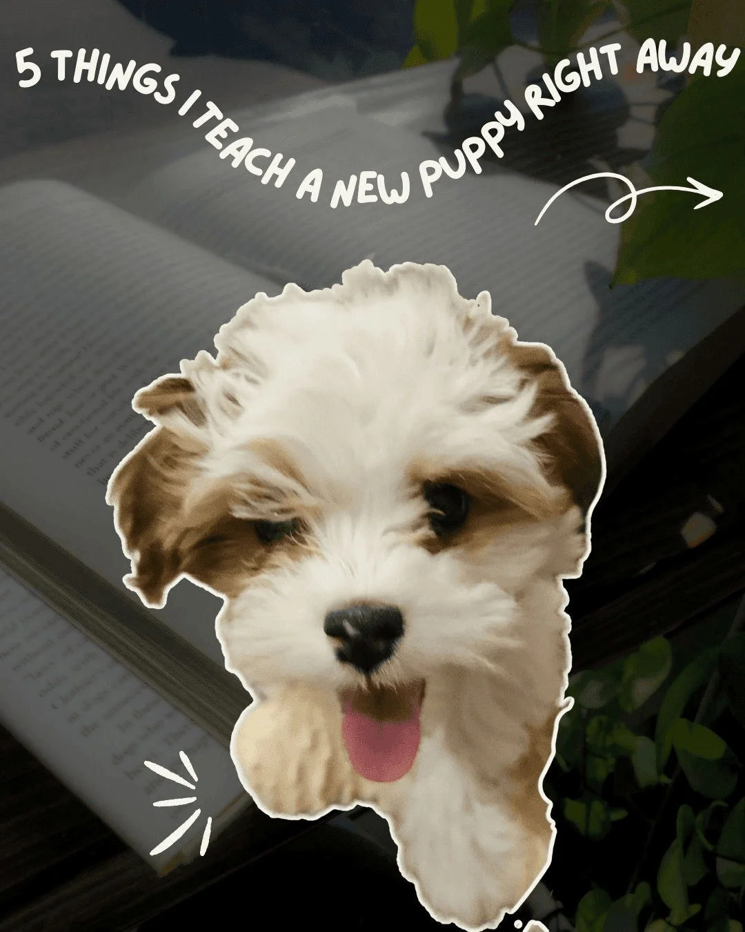 5 things I teach a puppy right away...

* Handling
* Recall
* Trade
* Be chill about barking
* Touch

#dogtrainer #columbiamo #shoplocalcomo #dogtraining  #dogtrainercolumbiamo #puppies #puppytraining #shoplocalcomo #dogsofinstagram #dogsofcolumbiamo