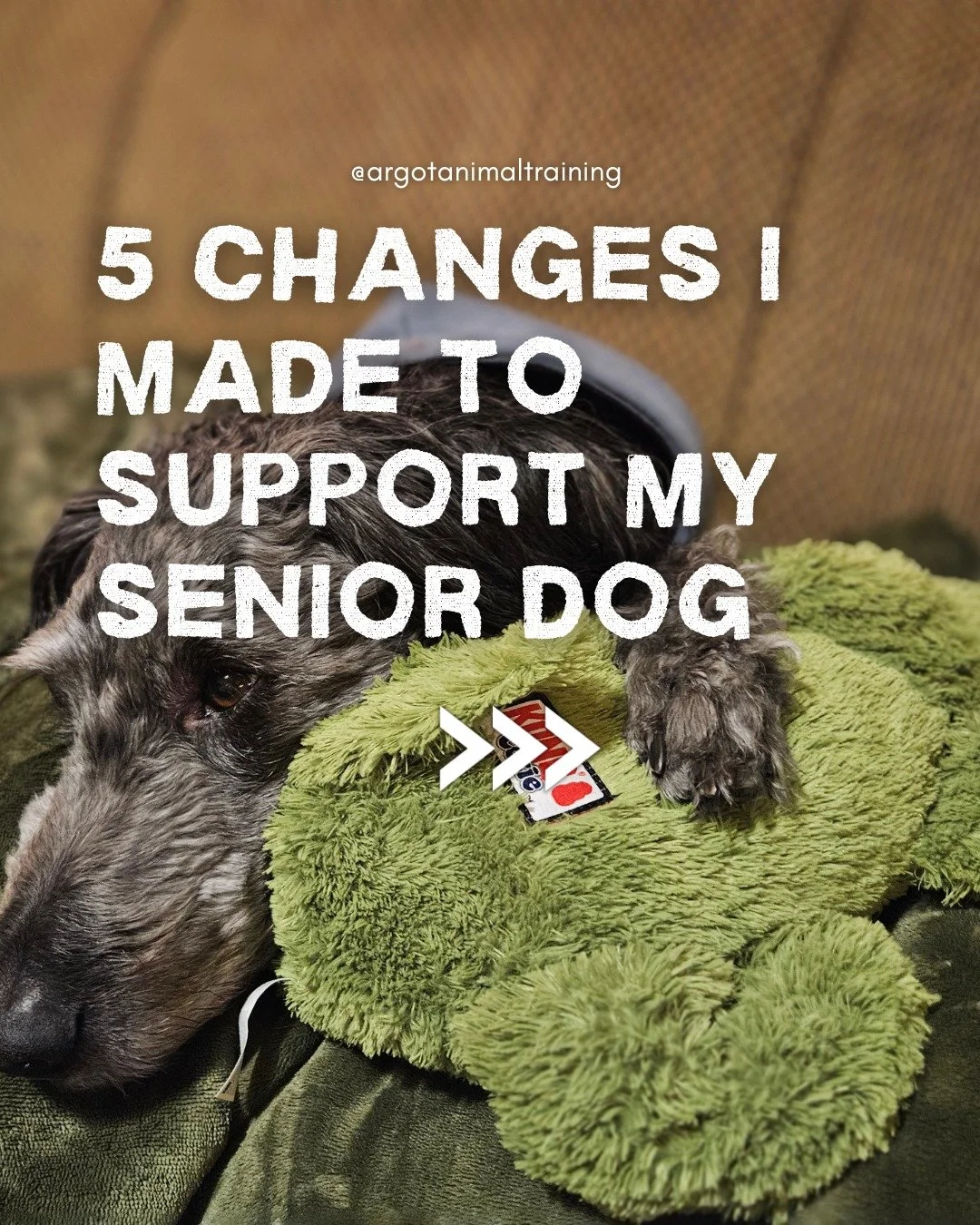 Is your dog getting older too? What changes have you made to support them as their needs change throughout their life?

---

5 changes I made to support my senior dog >>>

1. Raised food and water dishes. Juni has some shoulder joint pain, a