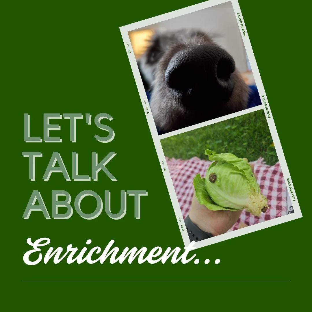 Let's talk enrichment! A lot of the time when people discuss enrichment, they only tell you to stuff and freeze a kong, or take your dog for a walk. Those things are great, don't get me wrong - but they're not ALL enrichment is.

Enrichment is, in sh