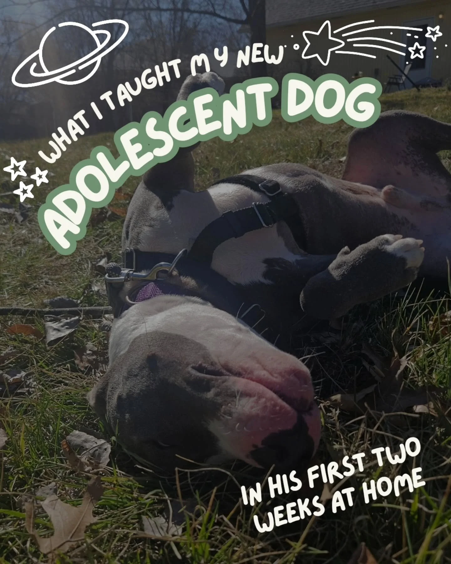 We recently adopted a 9 month old dog. Adolescence in dogs is approximately 6 months - 2 years, and it's one of the ages that is the most challenging, but also one of my favorite ages.

Here are some of the things we've been working with Gideon on si