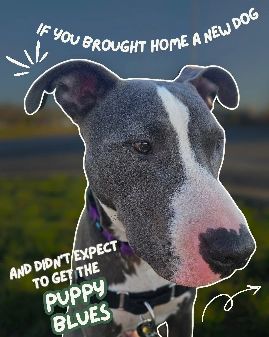 Have you ever brought home a dog or puppy and unexpectedly felt extremely sad, anxious, or worried you would regret it? Even if you really wanted the dog and things seemed to be going okay/normal? 

You aren't alone! Puppy Blues are a totally normal 