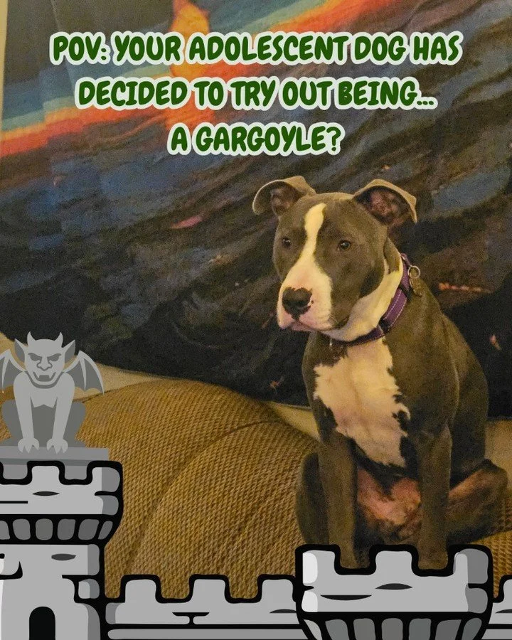 POV your adolescent dog has decided to try out being... a gargoyle?

-

#dogtrainer #columbiamo #shoplocalcomo #dogtraining  #dogtrainercolumbiamo #adolescentdog #puppy #shoplocalcomo #dogsofinstagram #dogsofcolumbiamo #midmo #midmissouri #dogs #dog 