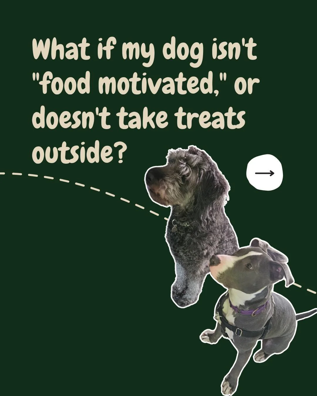 What if your dog struggles to take treats outdoors? What if they don't seem "food motivated," even when you've gotten out the Good Stuff like cooked meat, liver, fish, and tripe?

You're not alone, and it doesn't mean you can't use humane, 