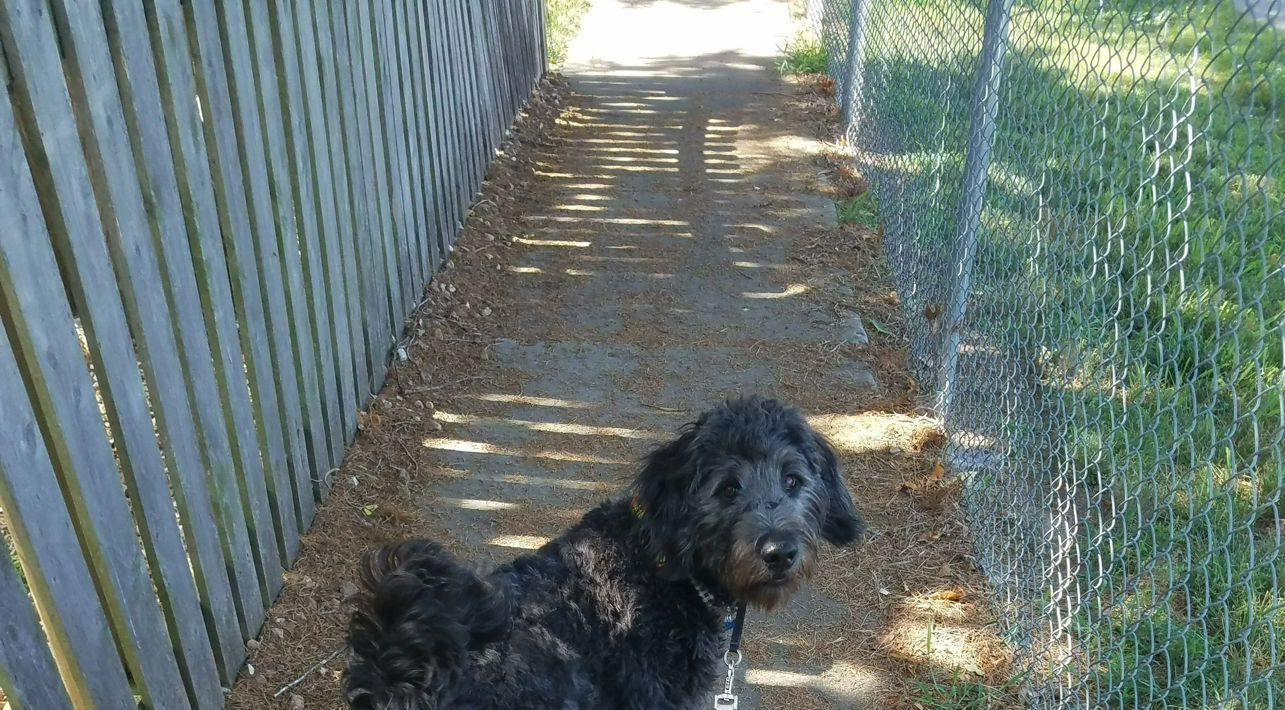 Image shows a fluffy black dog who is an adolescent on a walk down a sidewalk in the fall. Juniper was afraid of trash trucks during his puppy fear periods, and had to learn that they didn't predict anything scary on his walks!