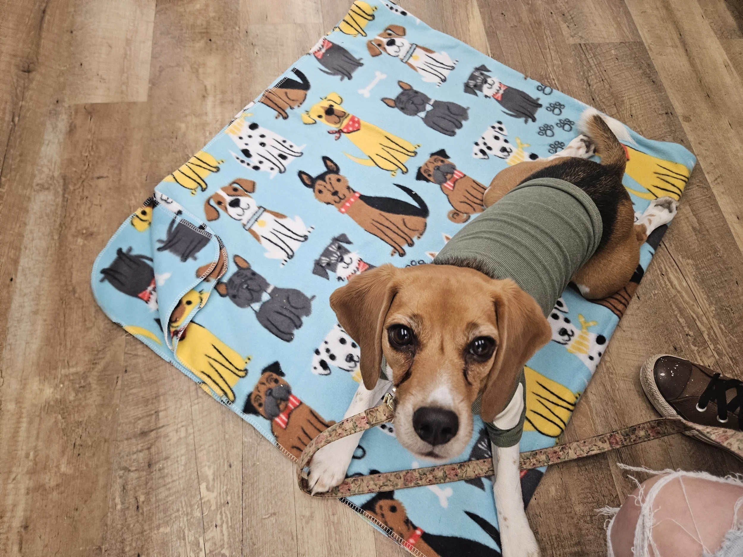 Image shows a beagle laying on a blue blanket printed with cartoon dogs. in front of hard wood floors. The beagle is practicing calmness in a store environment because she is fearful of new people and places.
