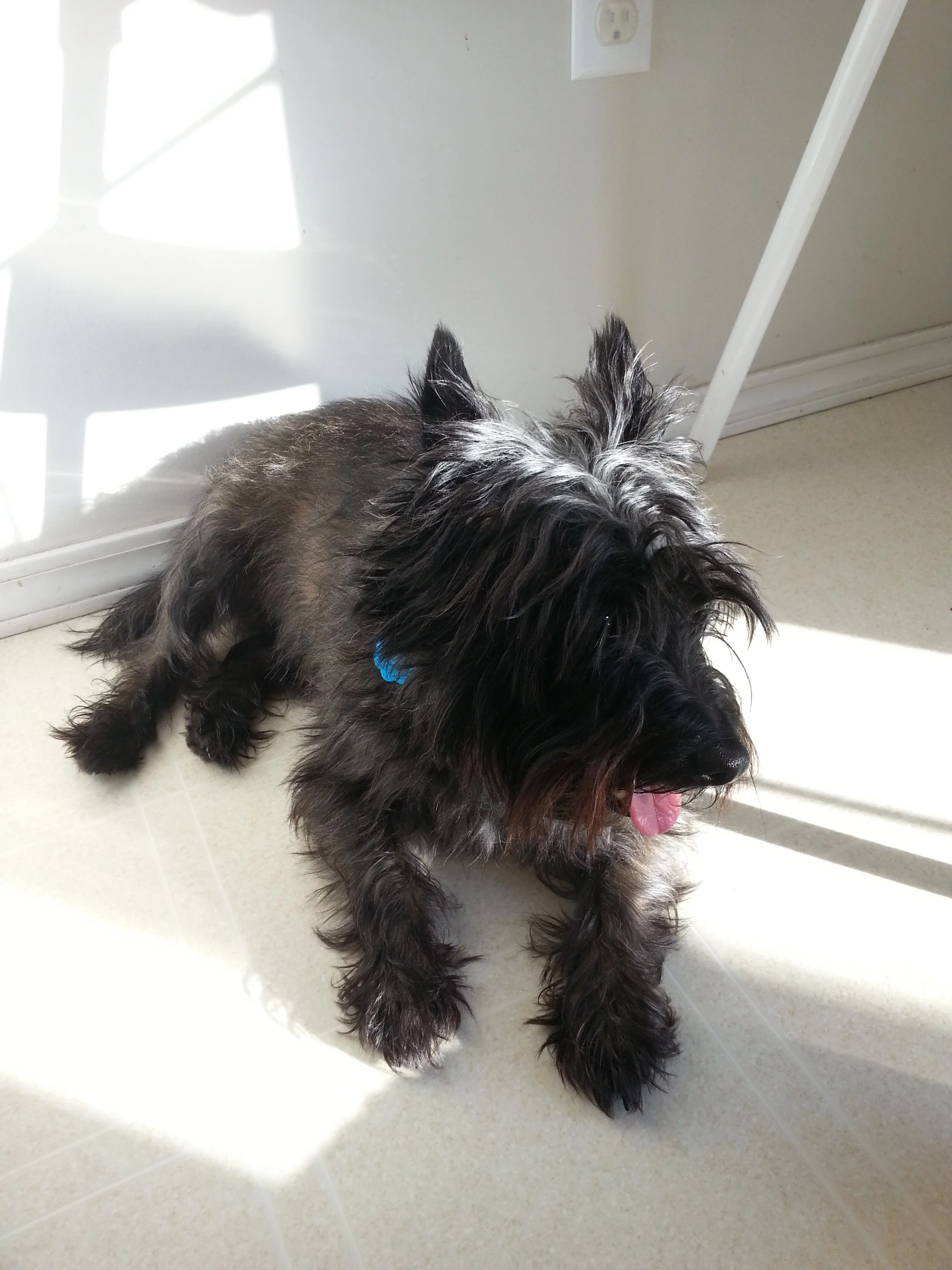 Image shows a grey/brindle senior cairn terrier on a kitchen floor in a sunbeam