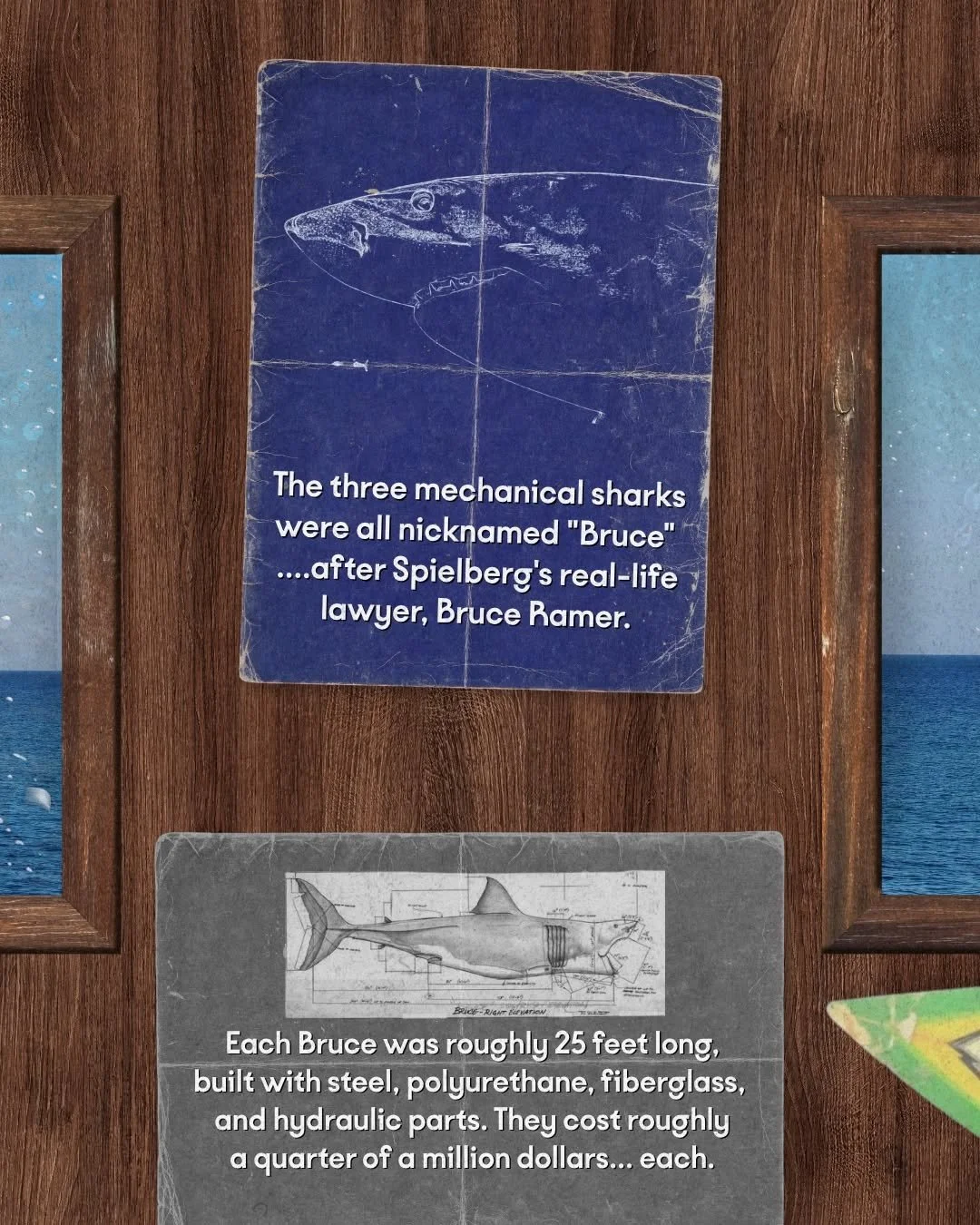 Shark 7.jpg