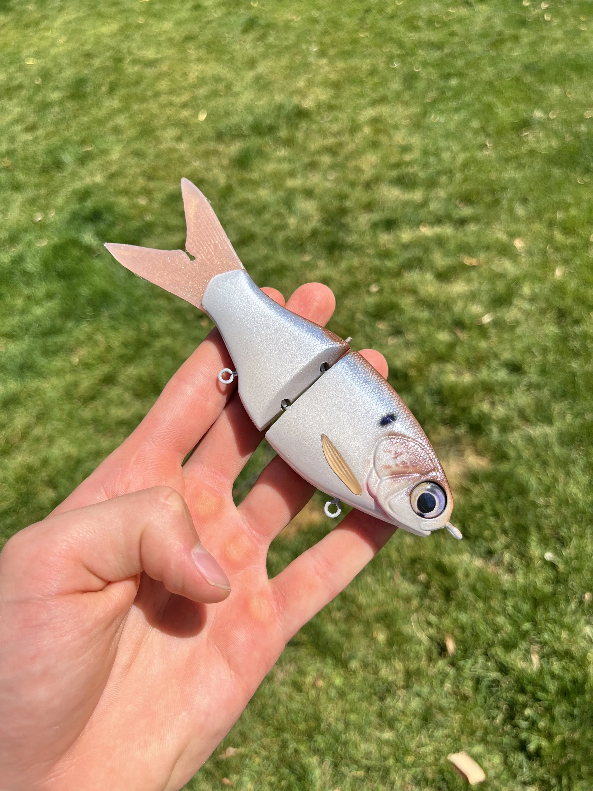 150-shad (Foraging Shad)