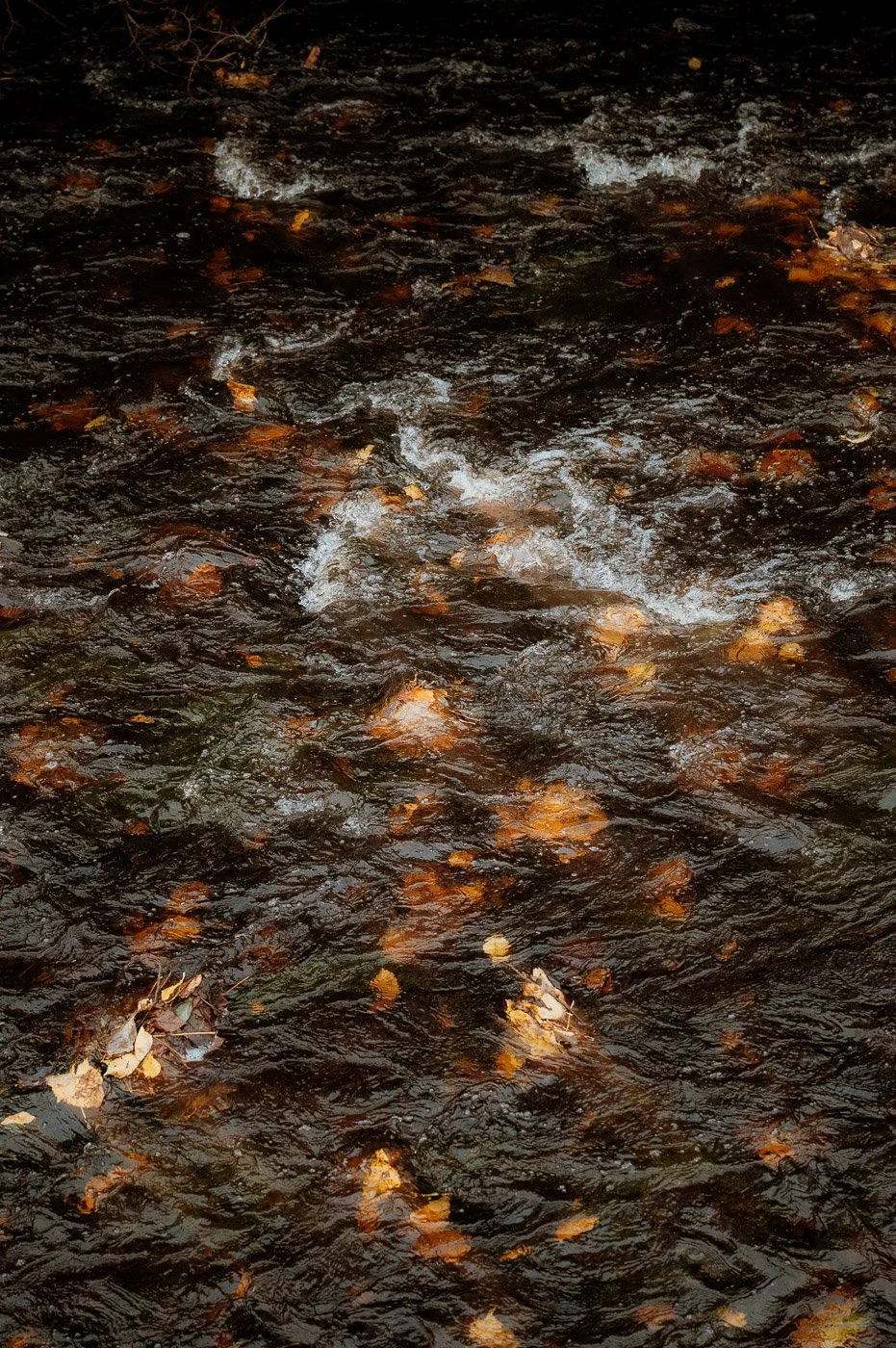 River in Edinburgh.jpg