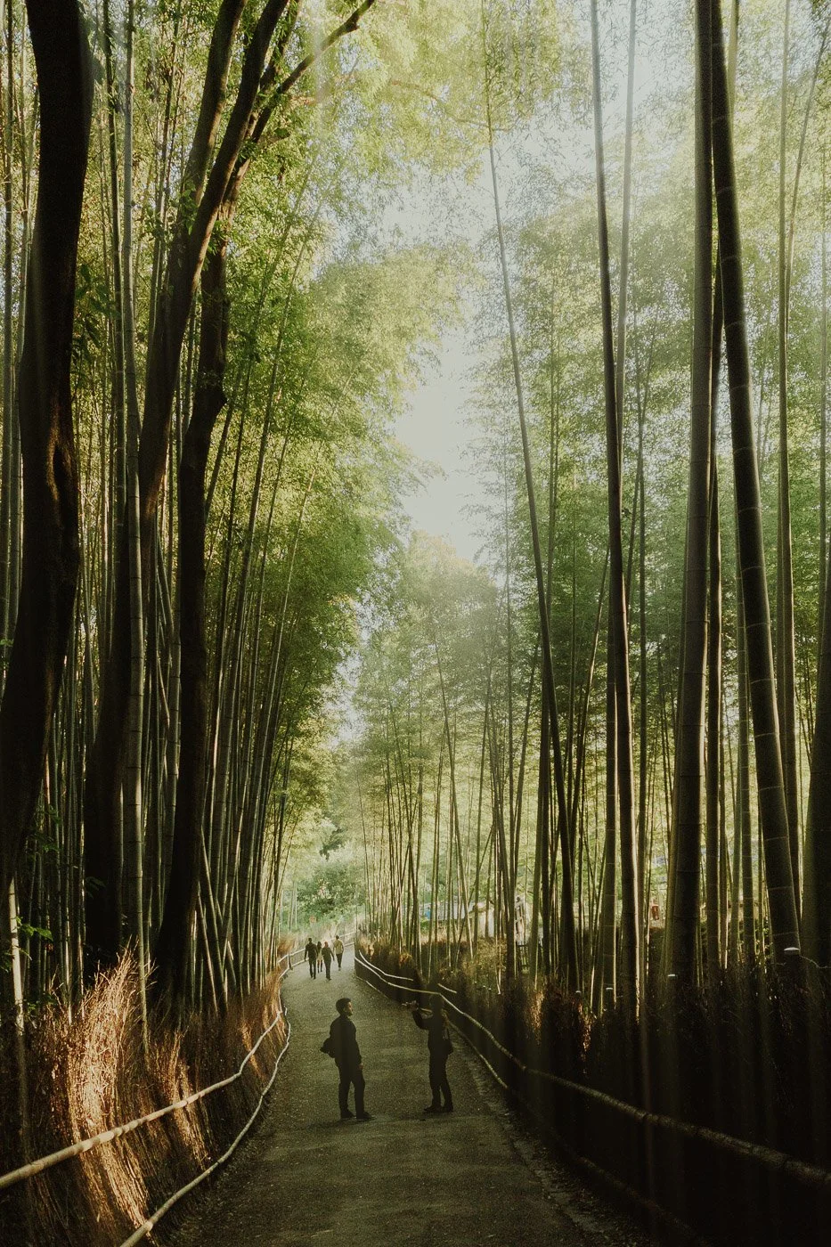 Arashiyama Bamboo Forest.jpg