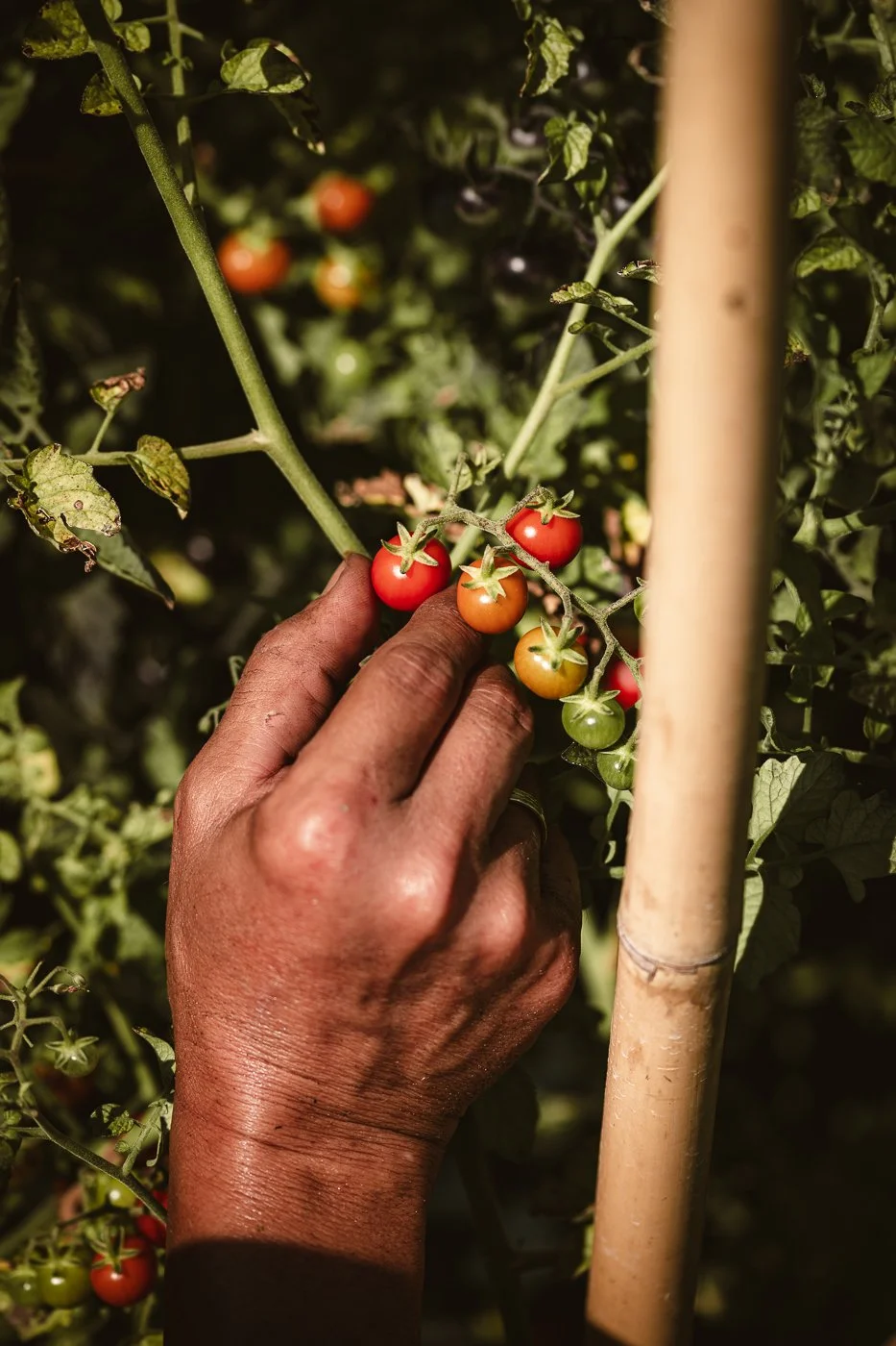 Venissa - Burano-28.jpg