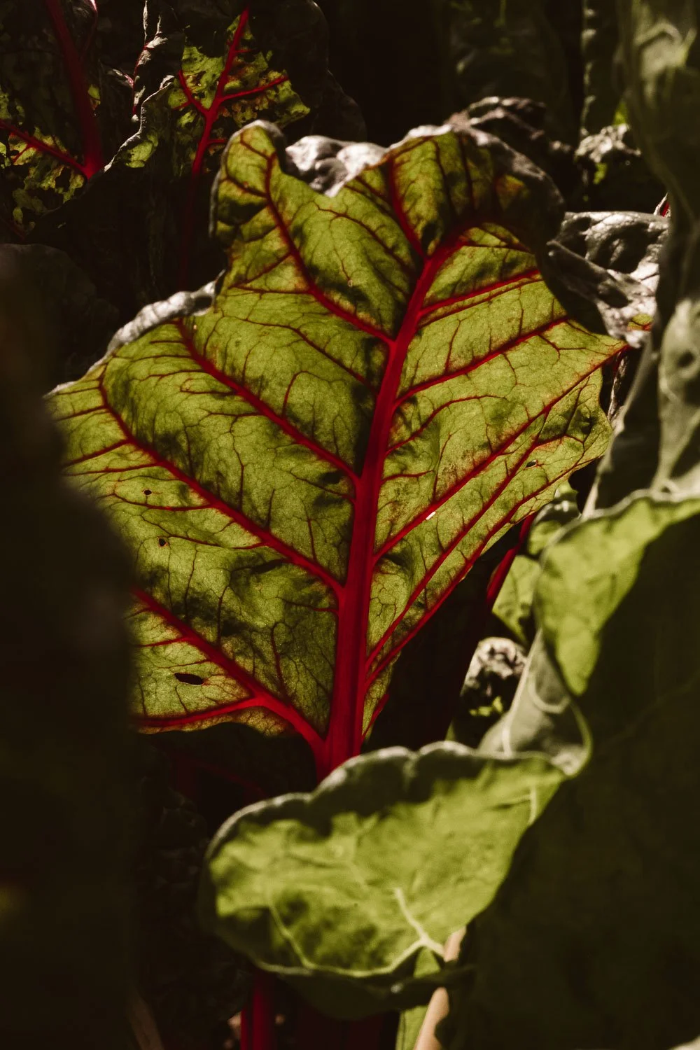 Chateau de la Treyne-website-081.jpg