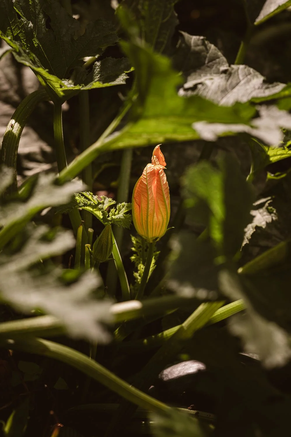 Chateau de la Treyne-website-083.jpg