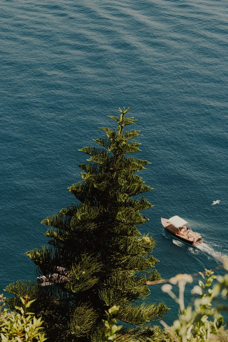 evergreen tree branch and a small boat in the background.jpg