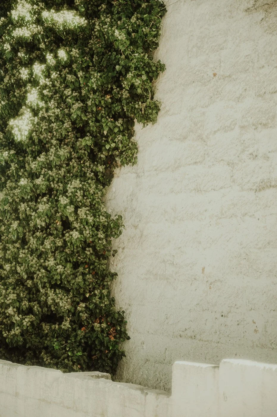 Ivy plant in Puglia.jpg