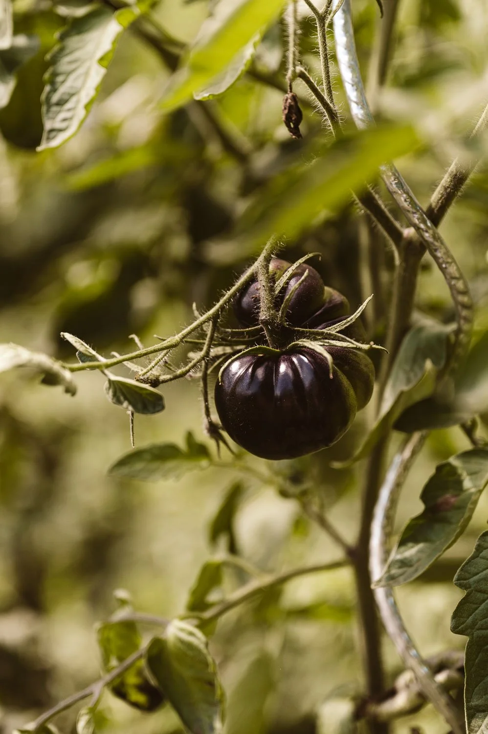 Chateau de la Treyne-website-089.jpg