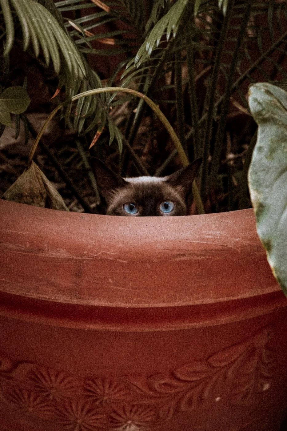 Cat in SIcily.jpg