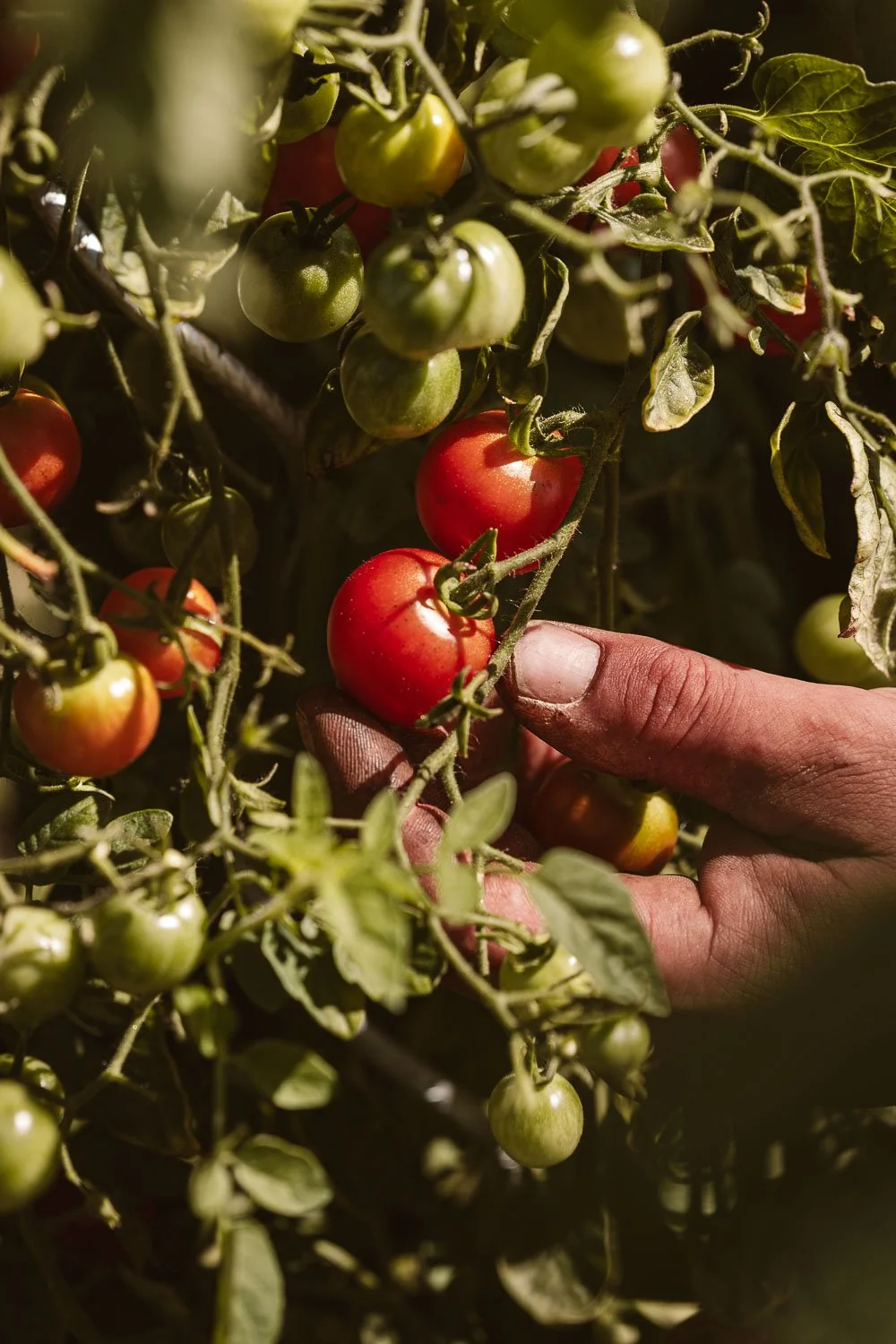 Chateau de la Treyne-website-077.jpg