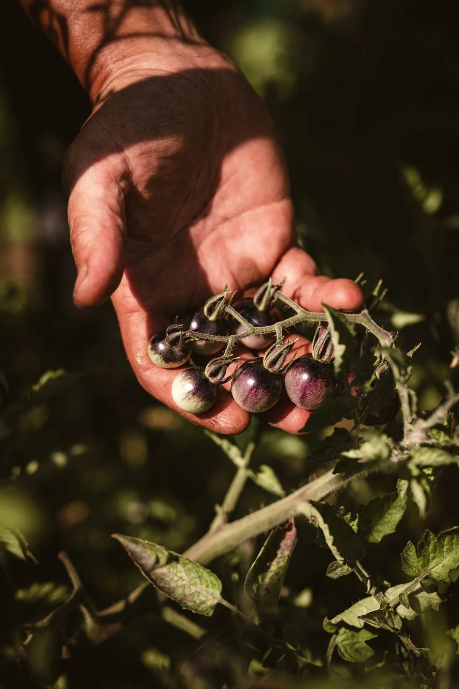 Venissa - Burano-29.jpg