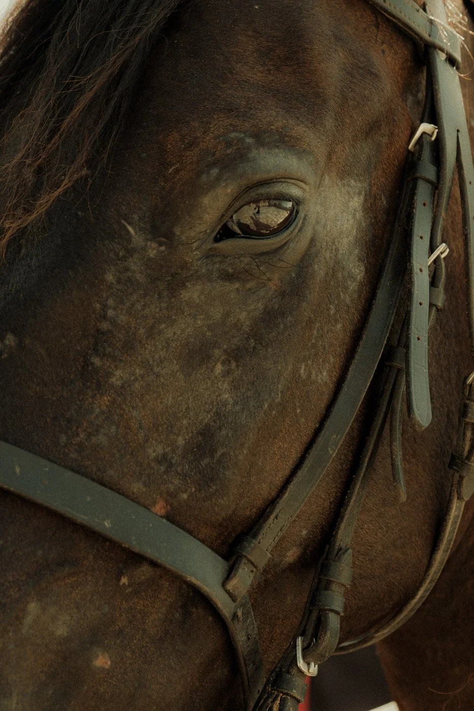 Horse at Relais Histo.jpg