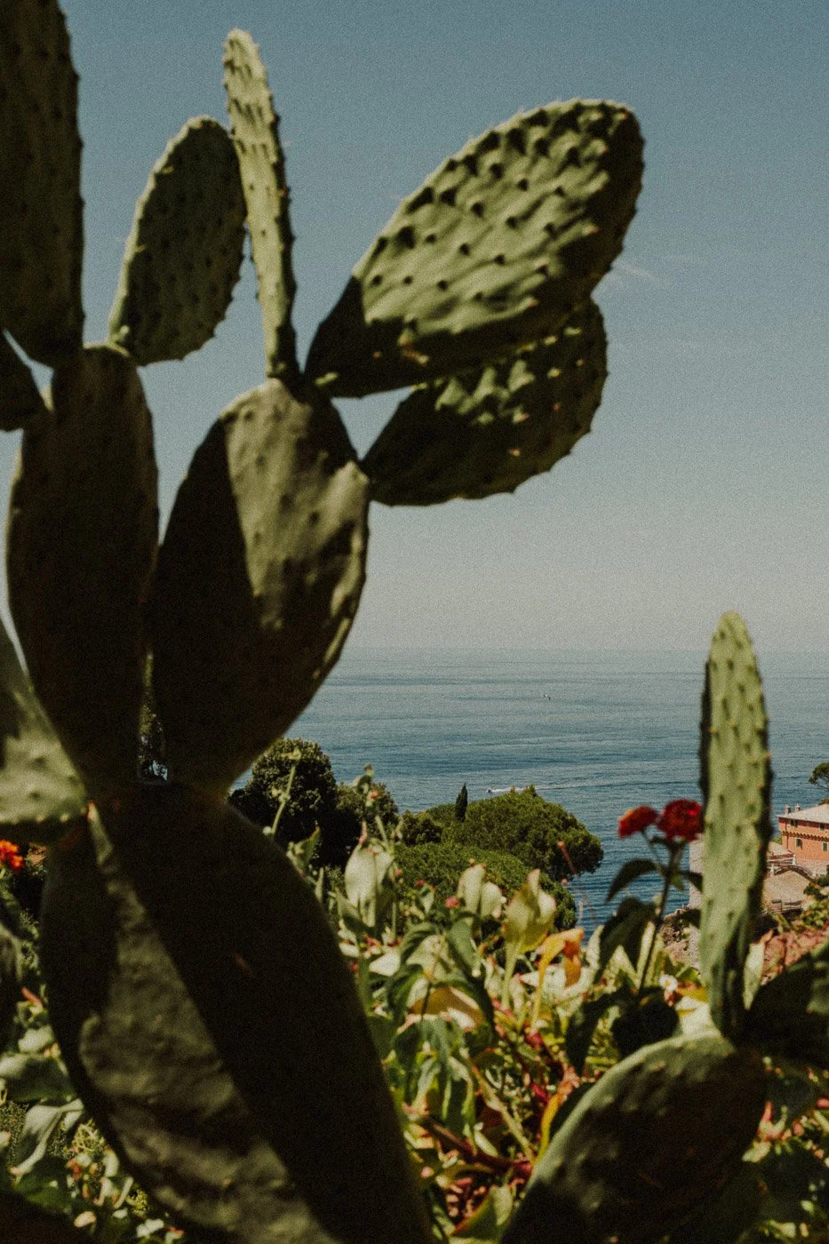 Prickly pear plant.jpg