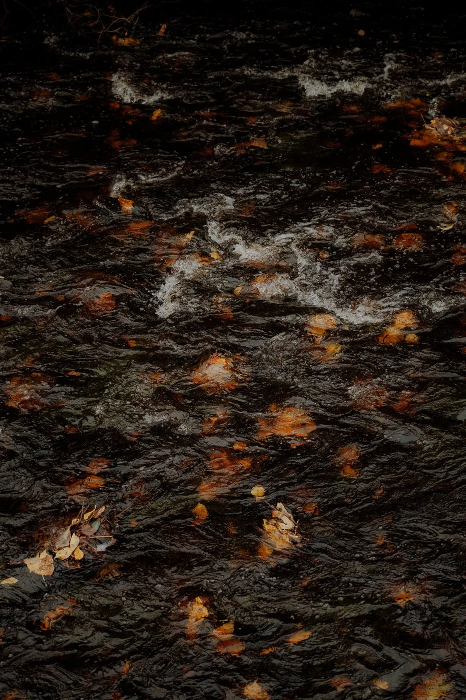 Scotland Photography Edinburgh by Roberta Dall'Alba-08.jpg