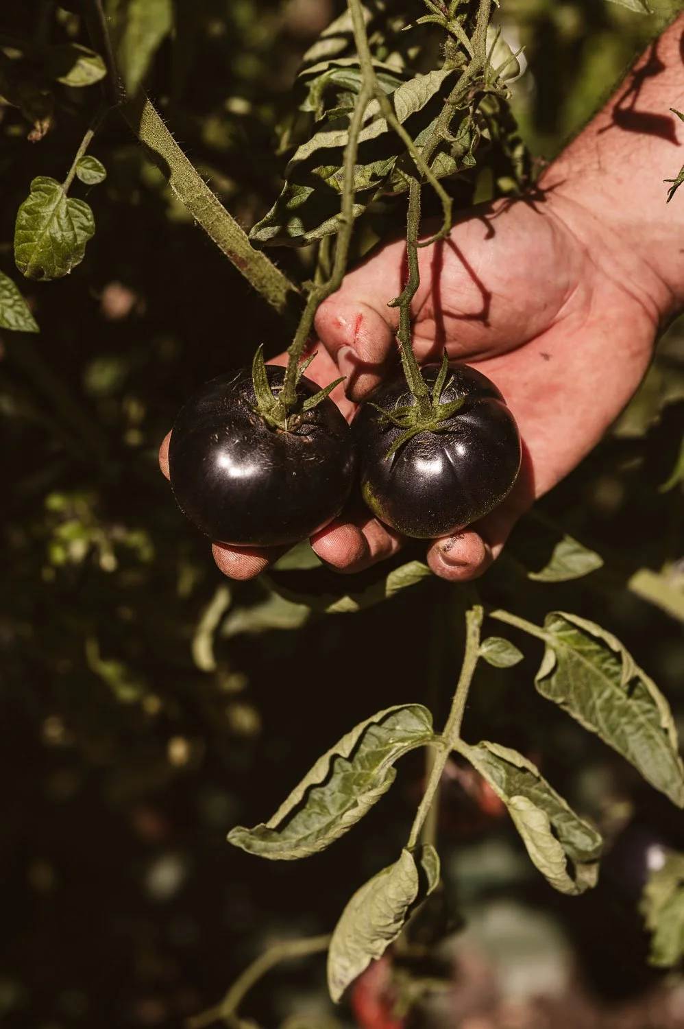 Chateau de la Treyne-website-078.jpg