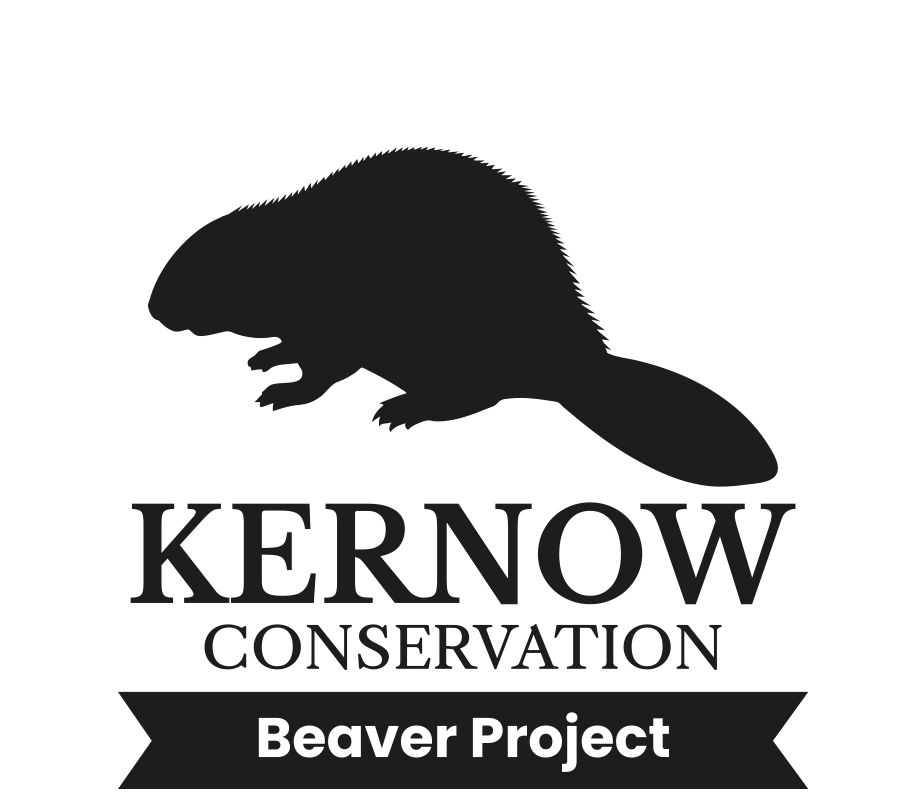 Black image of a beaver and logo text reading Kernow Conservation Beaver Project