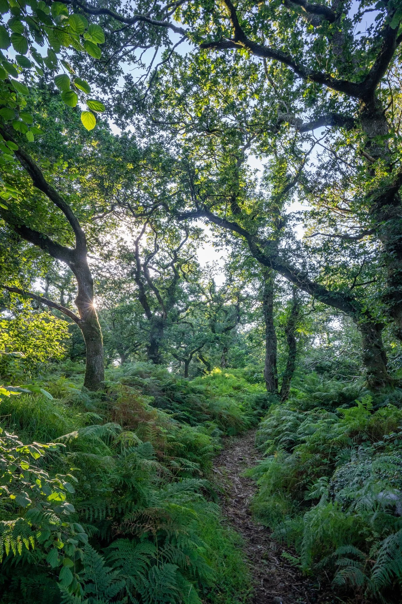 Cabilla Cornwall — Kernow Conservation