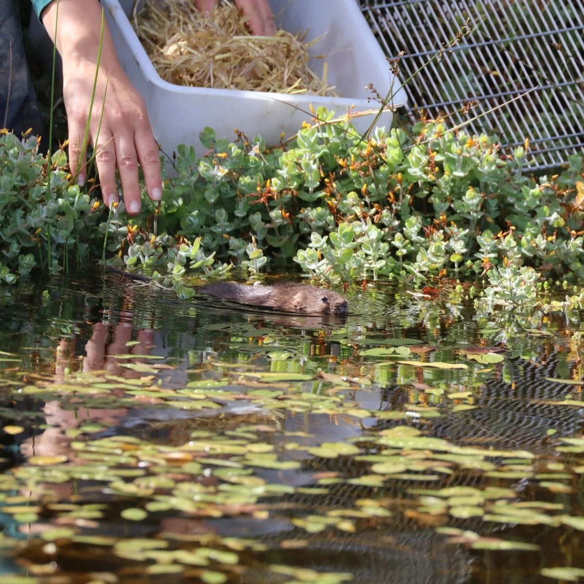 water-vole-project-kernow-conservation