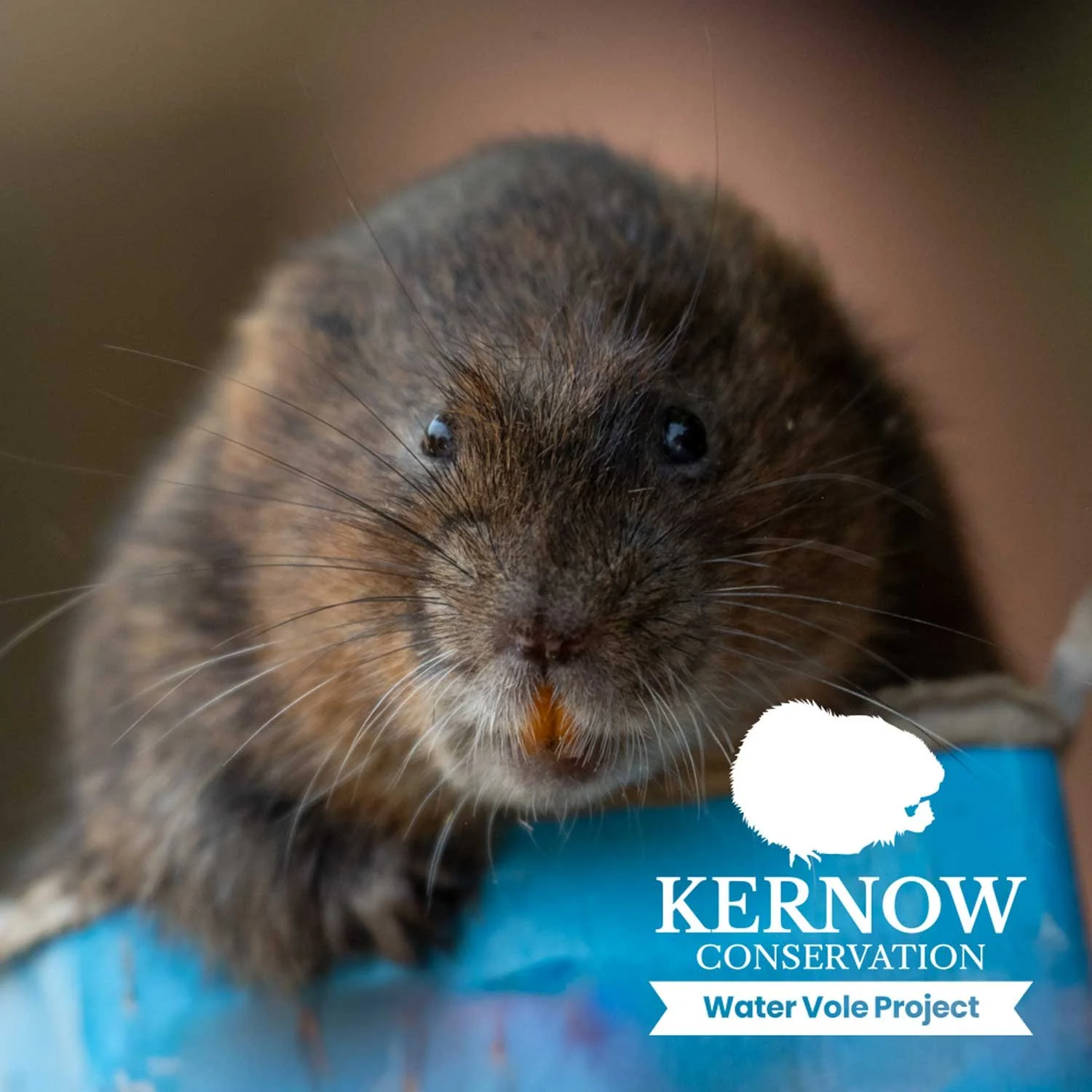 Water Vole Project Kernow Conservation water-vole-project-kernow-conservation
