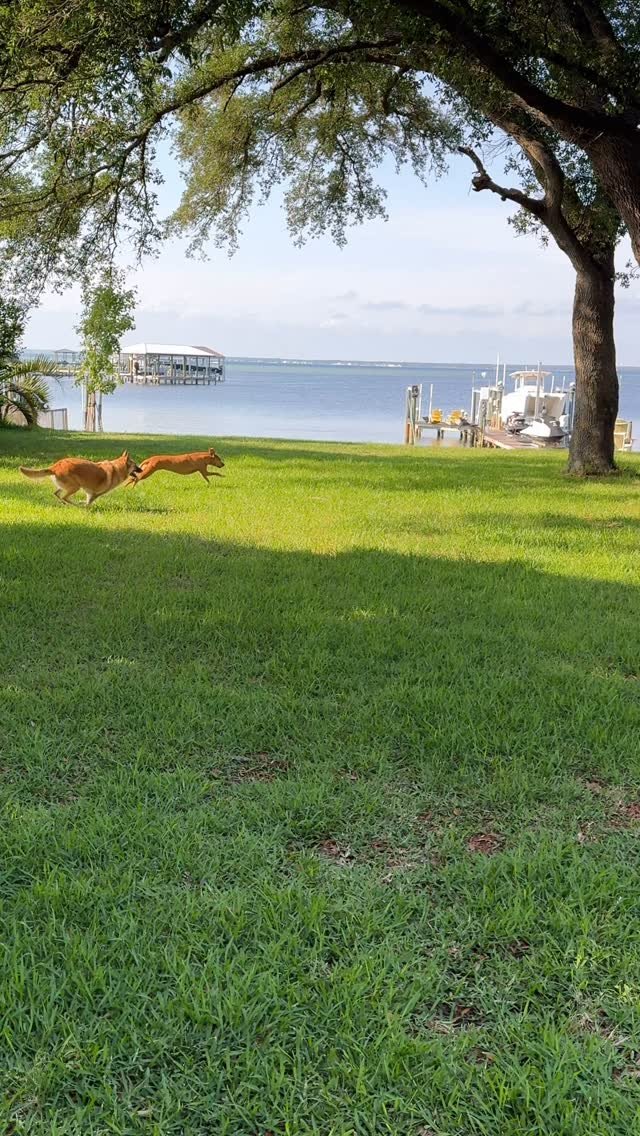 It’s go time. ππΎ
And we have a few plants to put in the ground. π€£π€·‍βοΈ
.
.
.
.
#rescuedogs #browndogtracks #therapydogs #adoptdontshop #marmitethemalinois #belgianmalinois #gsdmix #destin #dogsofdestin #rescuedismyfavouritebreed
