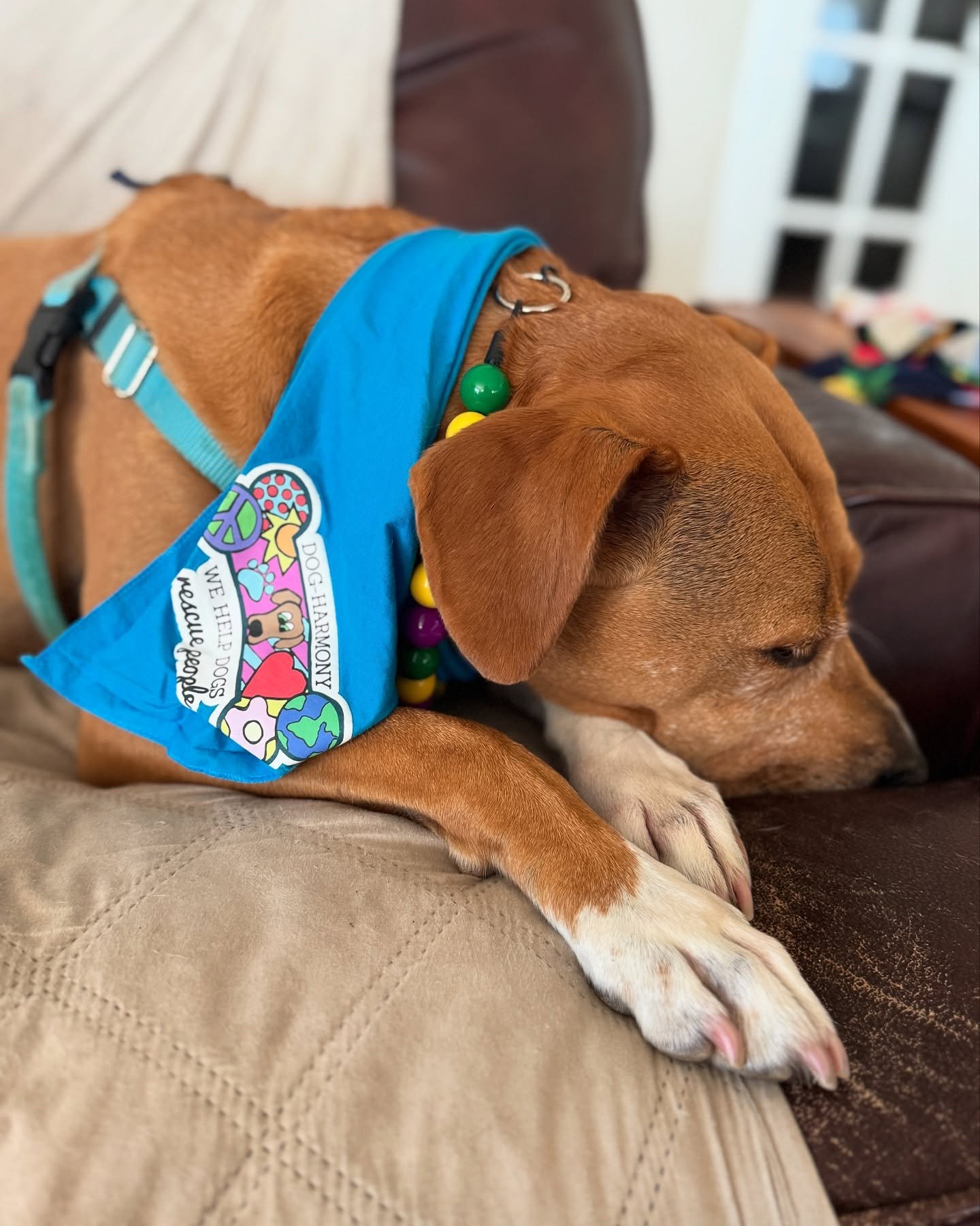 My human didn’t get any photos of visits with my friends at the rehab center this morning, but here is a recap series. π€£ Summer is here βοΈ and I am now napping directly under the A/C vent at home. Squirrels πΏοΈ shall be chased later. πΎ
A @do