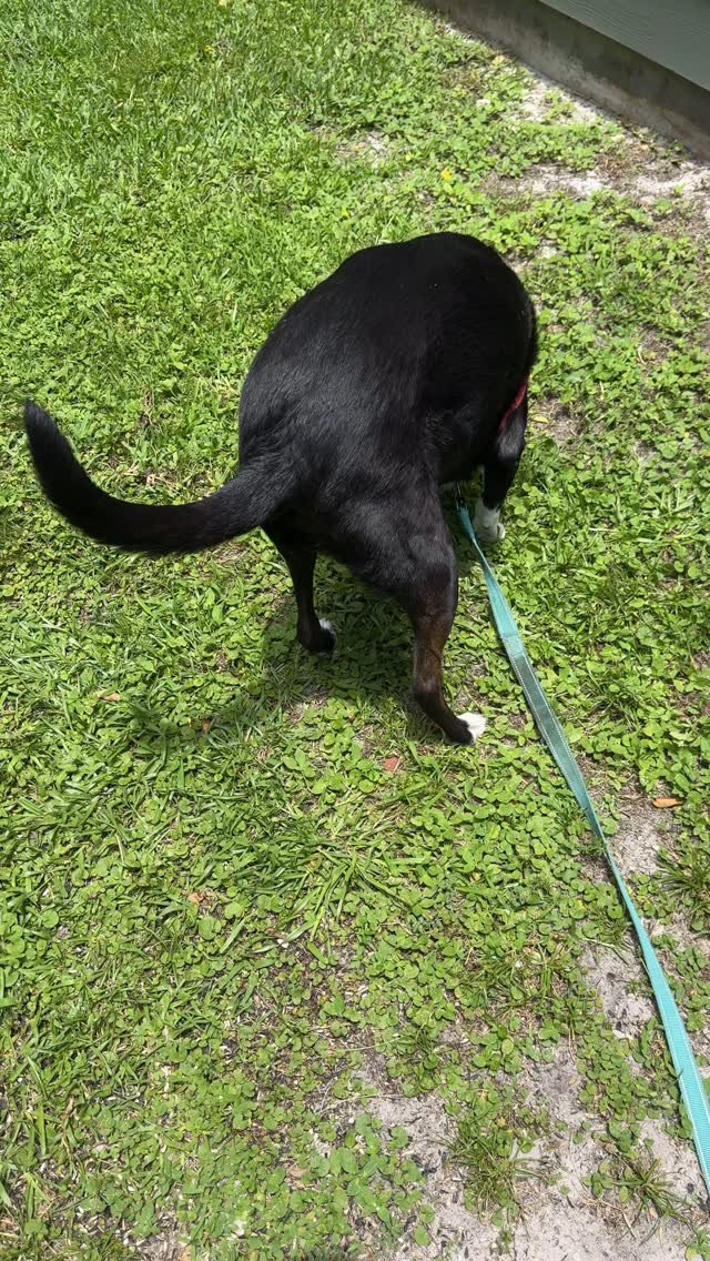 I guess all my doggo friends like to roll in weird stuff, too. π€£πΎ
.
.
.
.
.
#stanlee #adoptdontshop #rescuedogs #browndogtracks #dogharmony #bordercolliemix #dogsofdestin #miramarbeach
