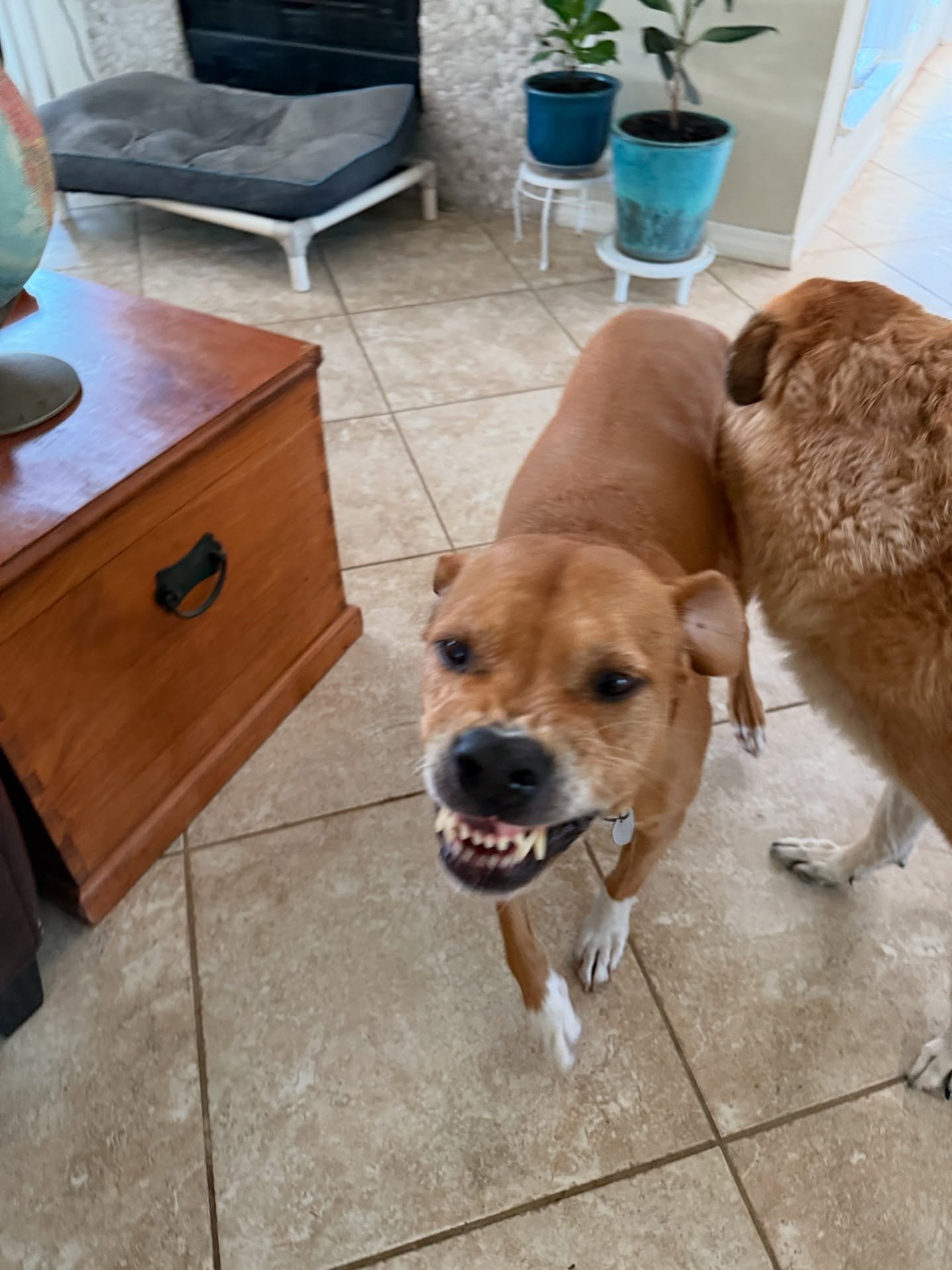 I think someone is having a good time with Katie while we are away. π€£β€οΈπΎ
πΈ by Katie
.
.
.
.
.
.
.
#dogharmony #dogharmonylifestyle #humaneeducation #therapydogs #miramarbeach #southwalton #sowal #30a #destin #fortwaltonbeach #destinfwb #floridan