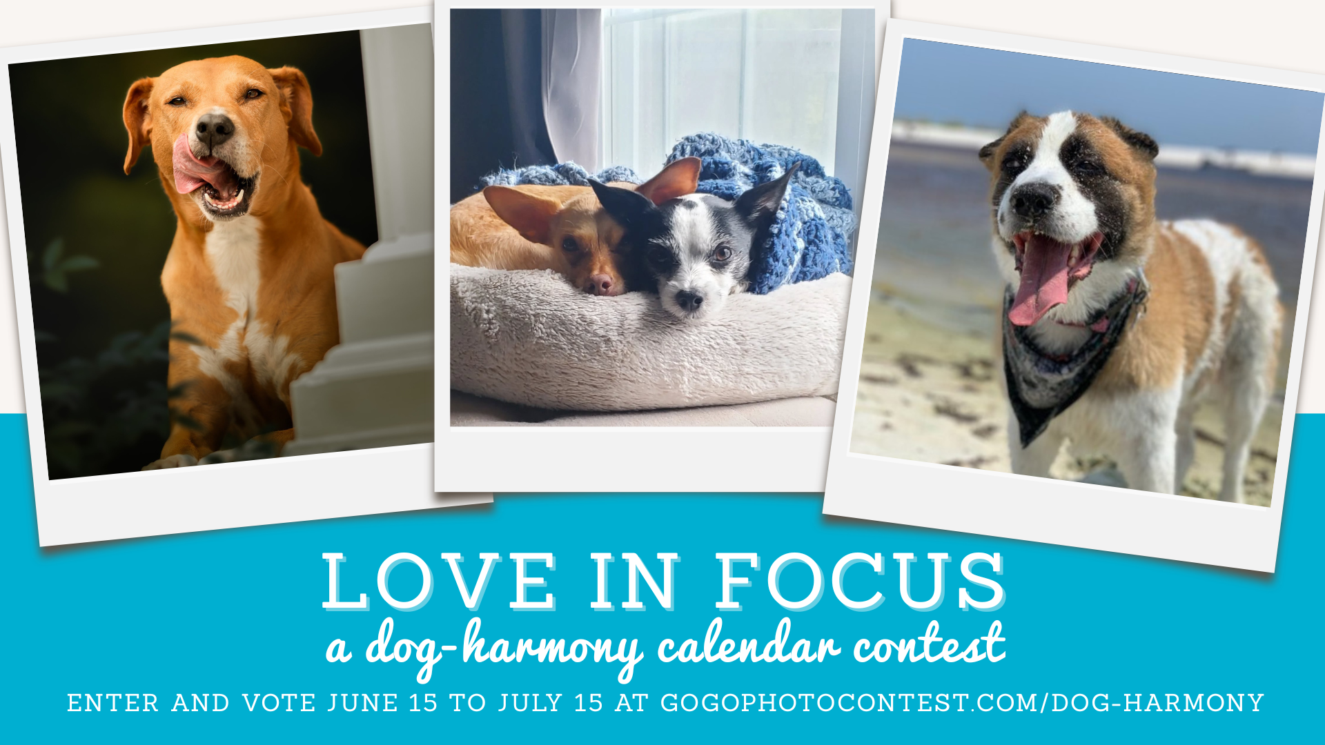 Love in Focus: Chloe's Calendar Contest Fundraiser for Dog-Harmony