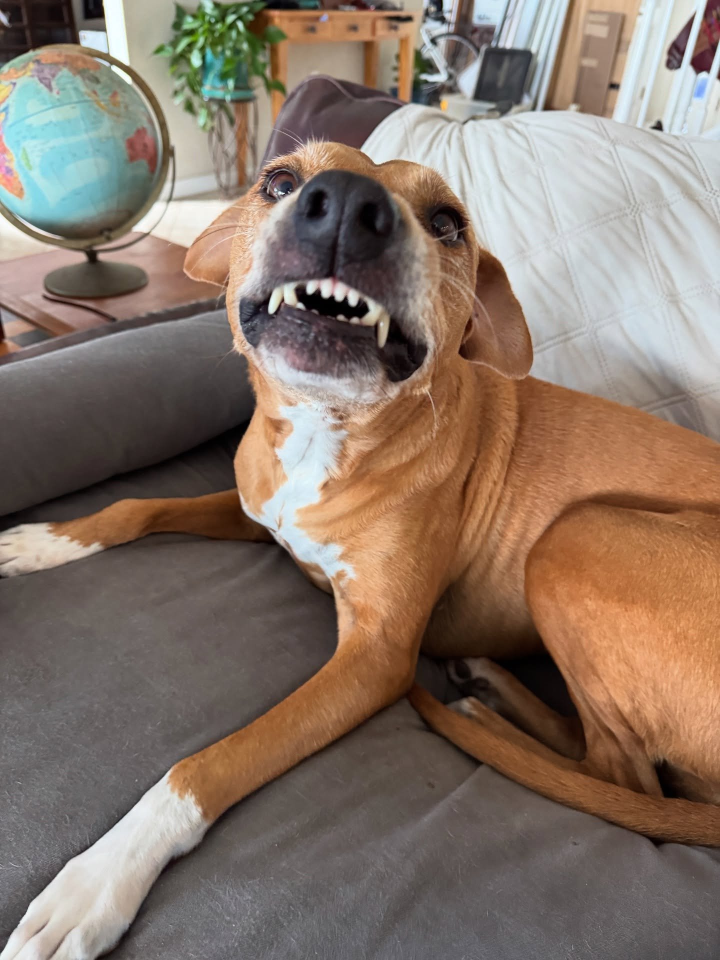 Last day to vote for Chloe (or any of the other cuties) in @dogharmonyinc’s Love in Focus calendar contest! Thank you so much for everyone’s support of our favorite non-profit and its therapy dog and humane education programs!!!
Voting