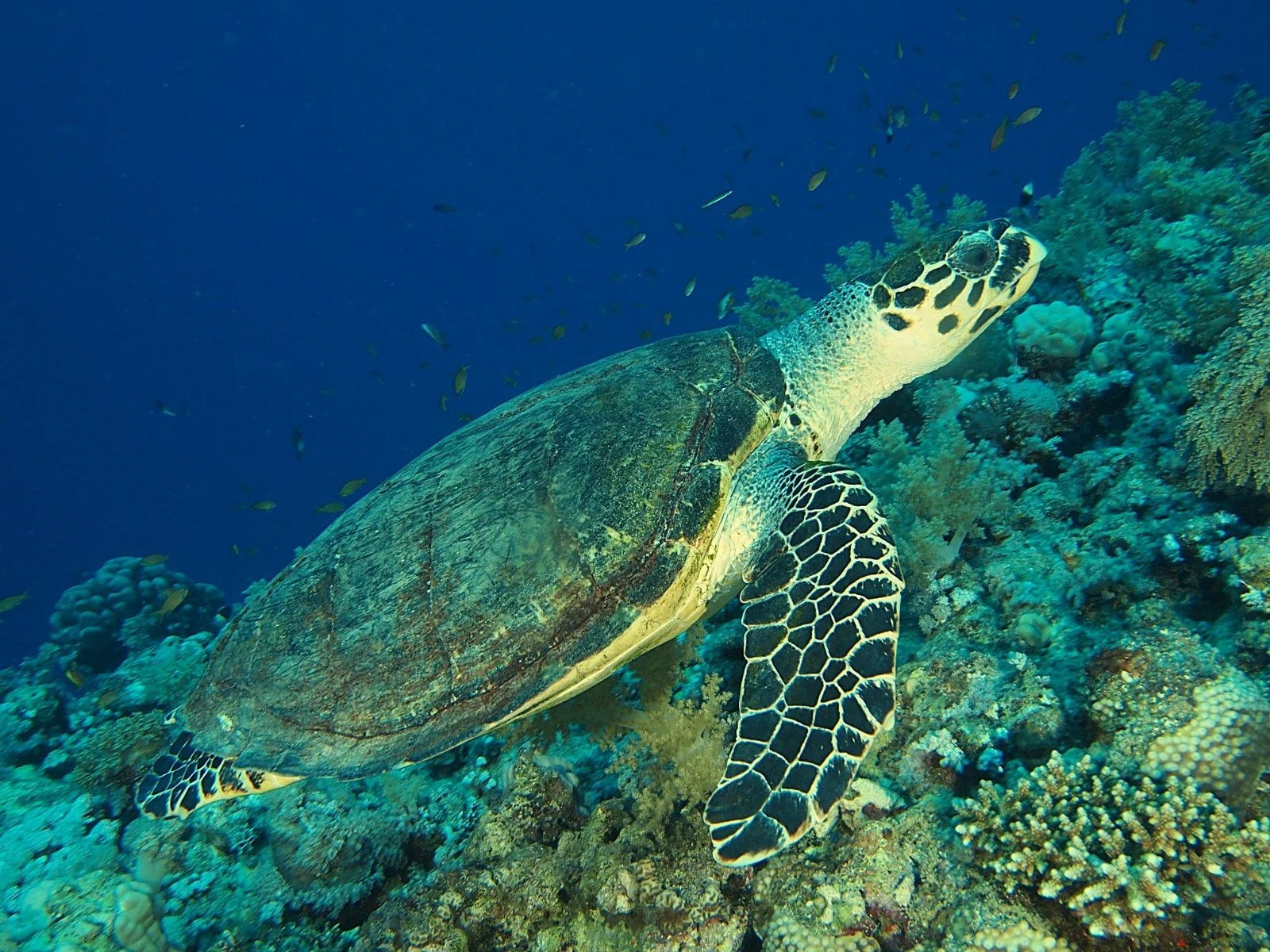 Photograph of a sea turtle by Niels Thijssen in the Red Sea, Egypt