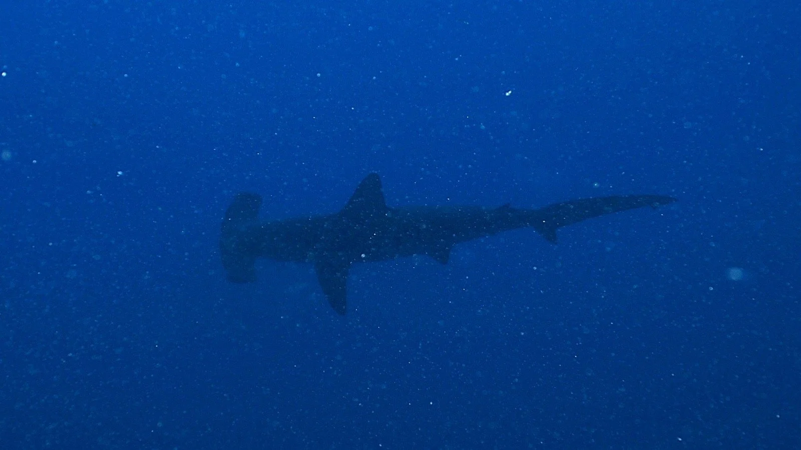 Photograph of a hammerhead shark by Niels Thijssen in the Red Sea, Egypt