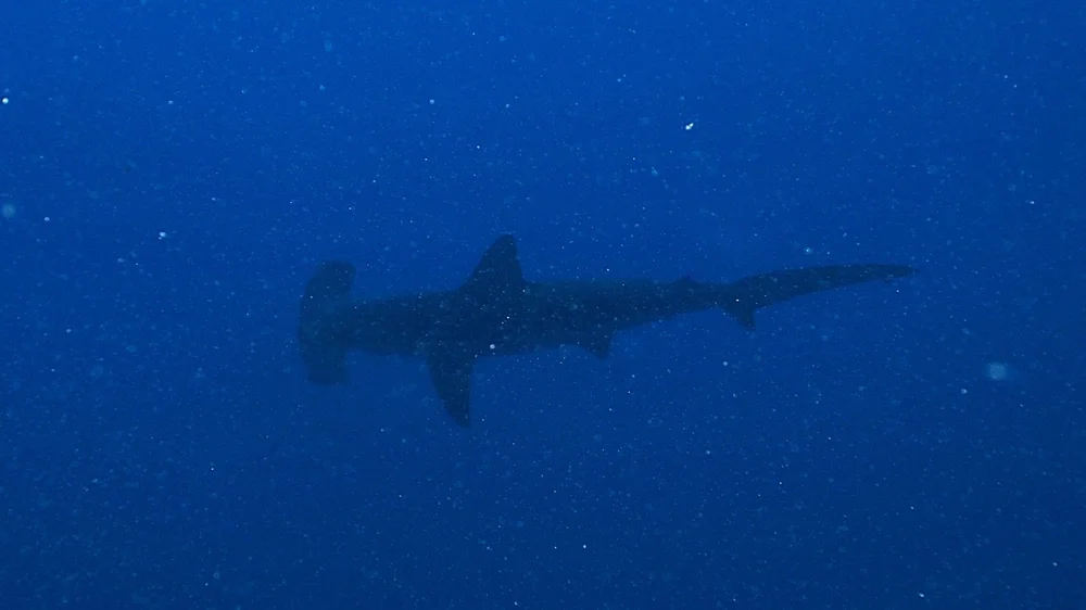 Photograph of a hammerhead shark by Niels Thijssen in the Red Sea, Egypt