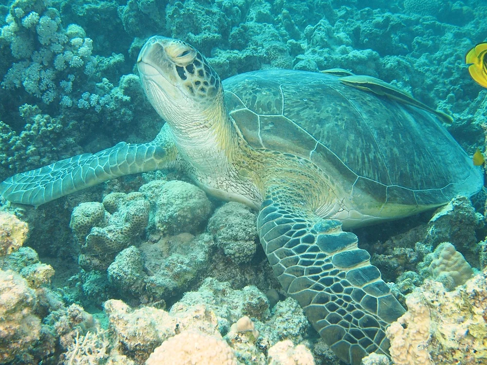 Photograph of a sea turtle by Niels Thijssen in the Red Sea, Egypt