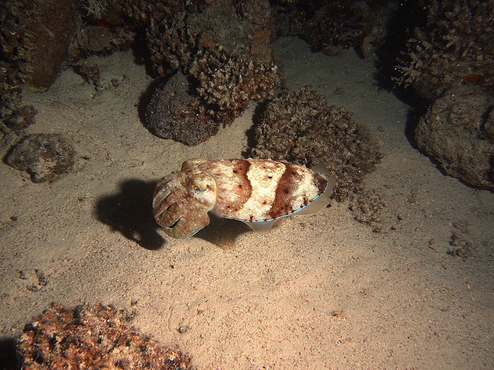 Photograph of a cephalopod by Niels Thijssen in the Red Sea, Egypt
