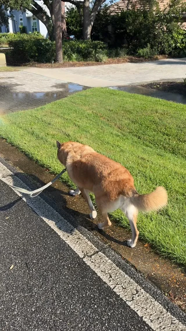 Marmite’s sprinkler visits continue in the dog days of summer. 😂🐾
.
.
.
.
.
.
#browndogtracks #dogharmony #rescuedogs #adoptdontshop #alldogsareindividuals #dogsofdestin #browndog #floridabrowndog #browndogsofinstagram #destinflorida #destin