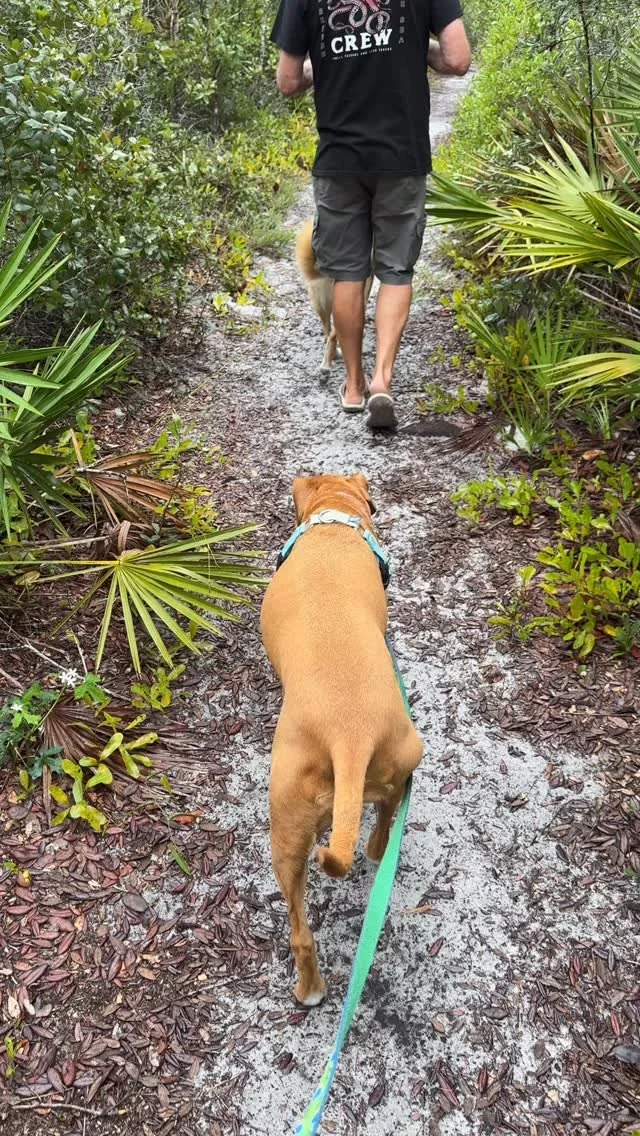Perfect overcast weather for a pack walk in the dunes at our neighborhood state park. 🐾🌊
.
.
.
.
.
#hendersonbeachstatepark #browndogs #browndogtracks #flstateparks #rescuedogs #adoptdontshop #alldogsareindividuals #marmitethemalinois #mailinois #