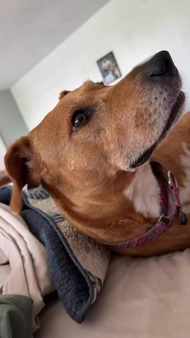 Snapshots from Chloe’s day: from wake up to narco time. 🤣🐾❤️
.
.
.
.
.
.
.
#dogharmony #humaneeducation #therapydogs #miramarbeach #southwalton #sowal #30a #destin #fortwaltonbeach #destinfwb #floridanonprofit #hcafloridahealthcare #browndog