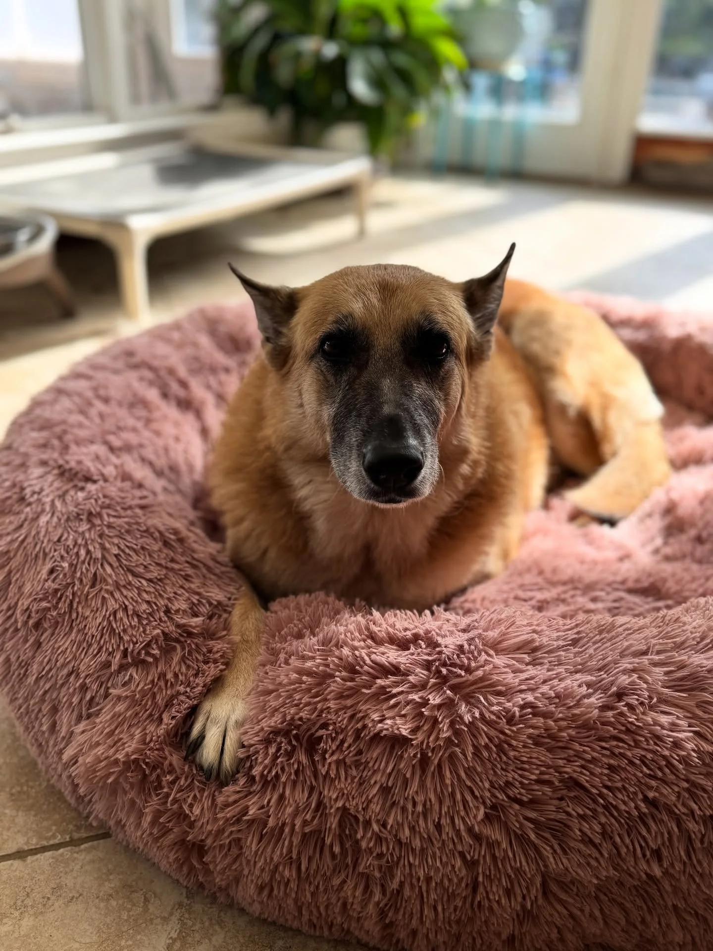 Some pretty solid nap💤 sessions at the homestead. 🤣🐾

Marmite is eternally grateful to her aunties @clarebassett1 and @sydskier006 for the endless supply of plush bedding. ❤️😂
