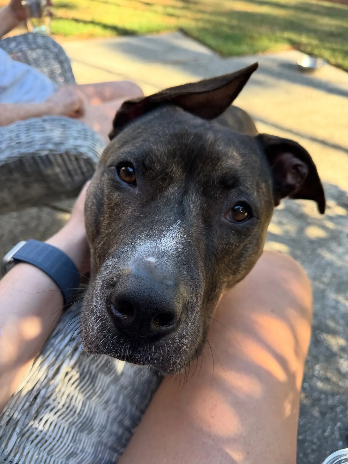 The very goodest boi, Koda. So glad he was adopted by friends. ❤️🐾